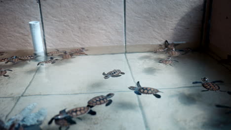 Animal-reptile-collection-swimming,-endangered-turtles,-conservation