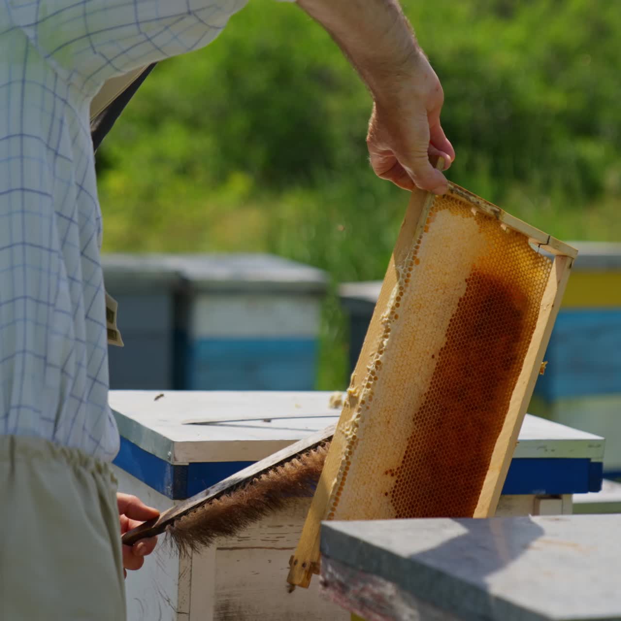 Un apicoltore rimuove le api dal favo di miele. Un uomo spazza via gli insetti con un pennello lungo. Sfondo sfocato