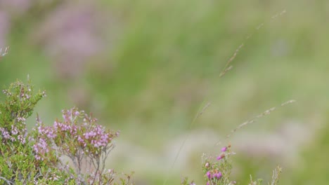 a yellow wildflower emerges into view amid pink heather and green grass, with soft daylight and a gentle camera pan in a highland meadow