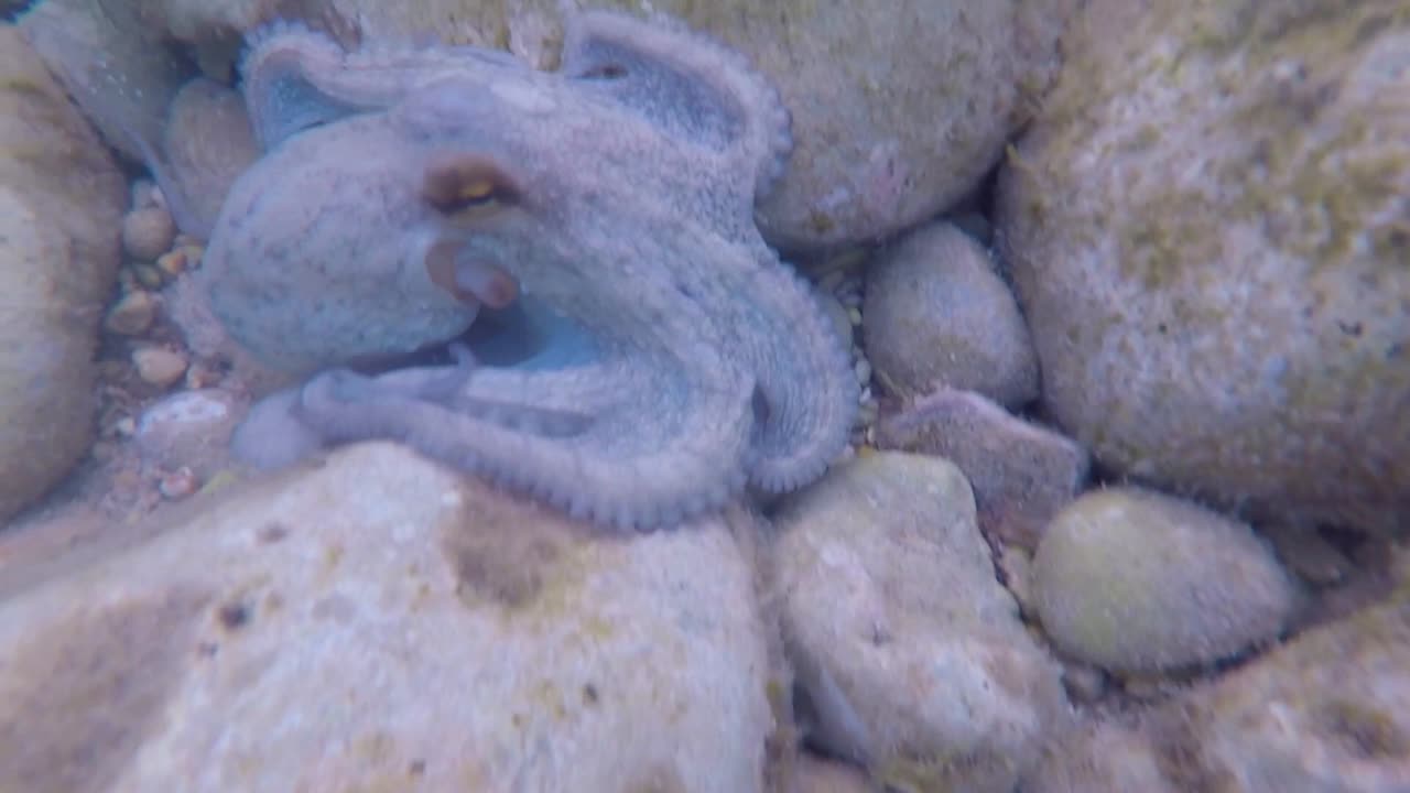 Octopus in its underwater habitat