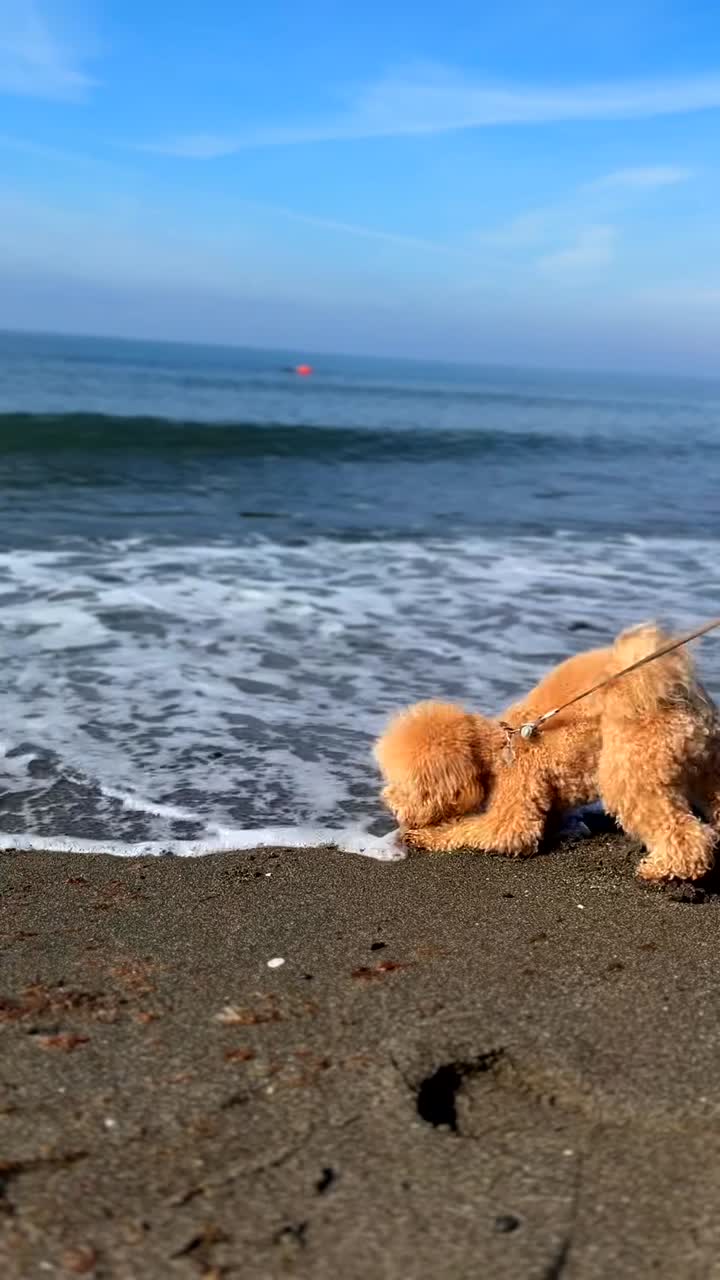 perro caniche en la playa