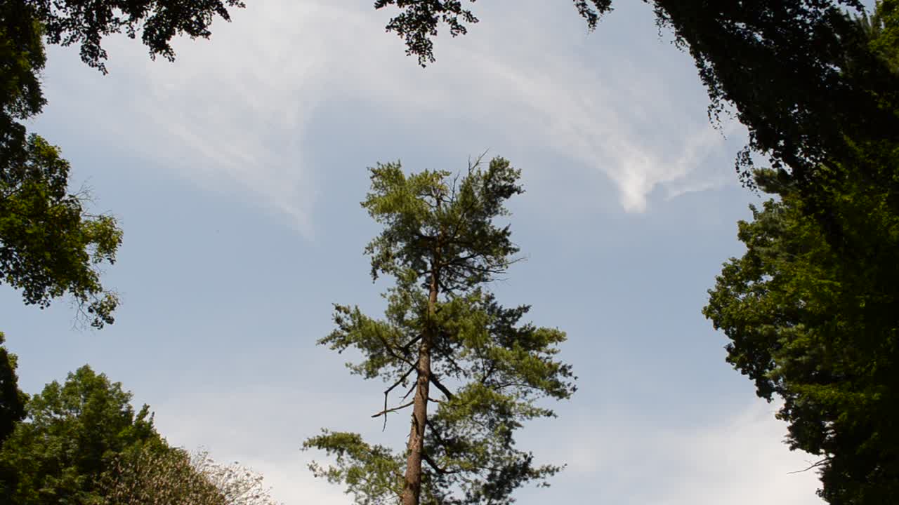 Meraviglioso bosco estivo. Cime degli alberi.