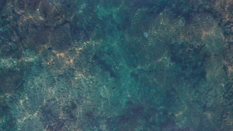 colonias de pólipos que forman el arrecife de coral en las aguas de fiji - vista superior