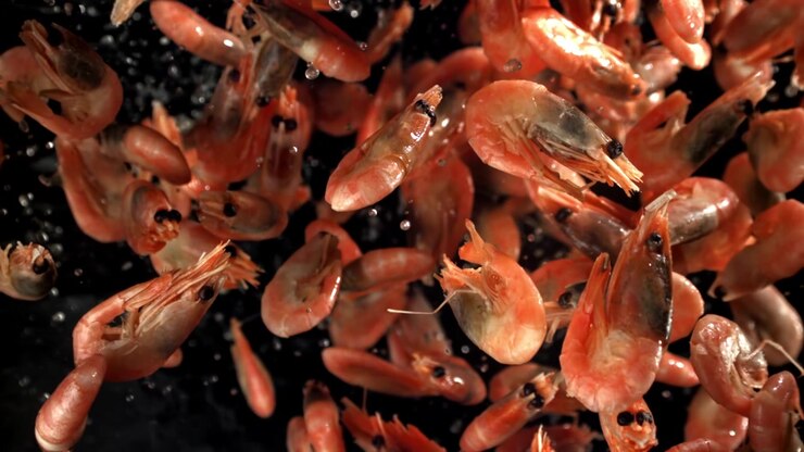 Red Shrimp Falling and Splashing in Slow Motion
