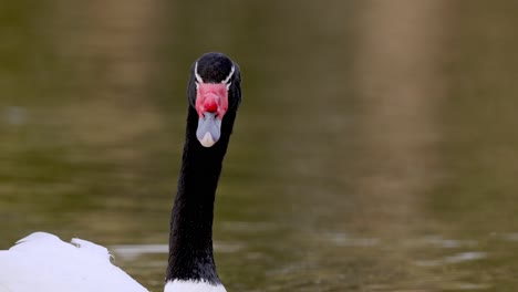 Nahaufnahme-Eines-Schreienden-Schwarzhalsschwans,-Der-Im-Teich-Schwimmt---Cygnus-Melancoryphus