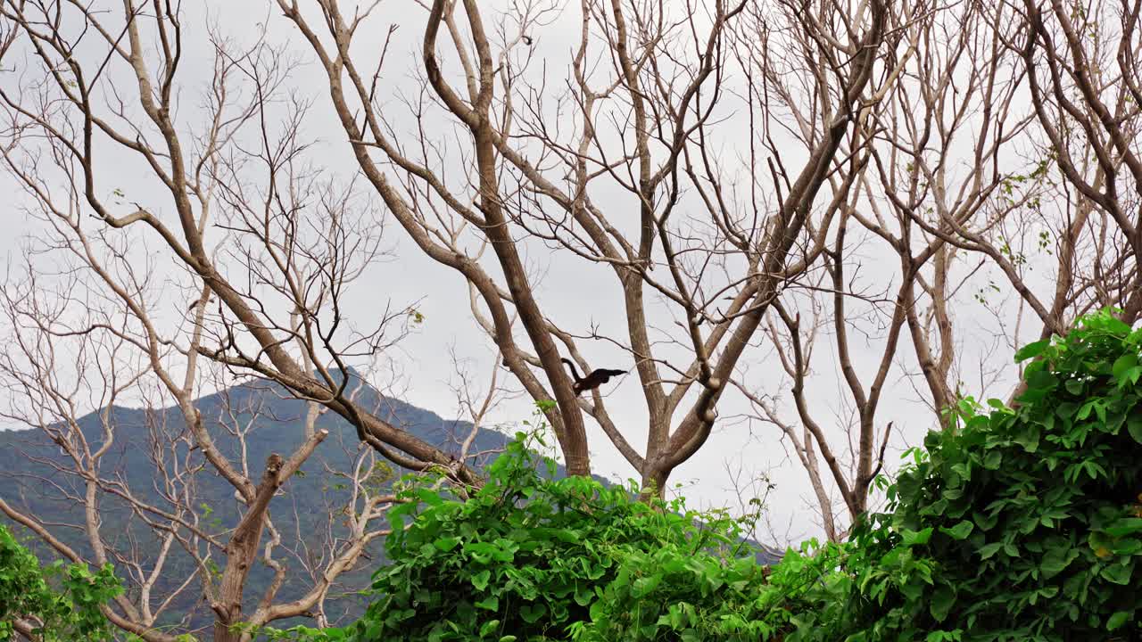 Un mono aullador de manto, trepando entre los árboles en la selva, en la isla de Ometepe, Nicaragua