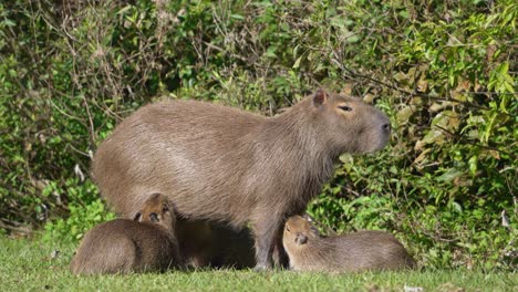 capybara pups drinking milk from their mother - parental care behavior. - static shot