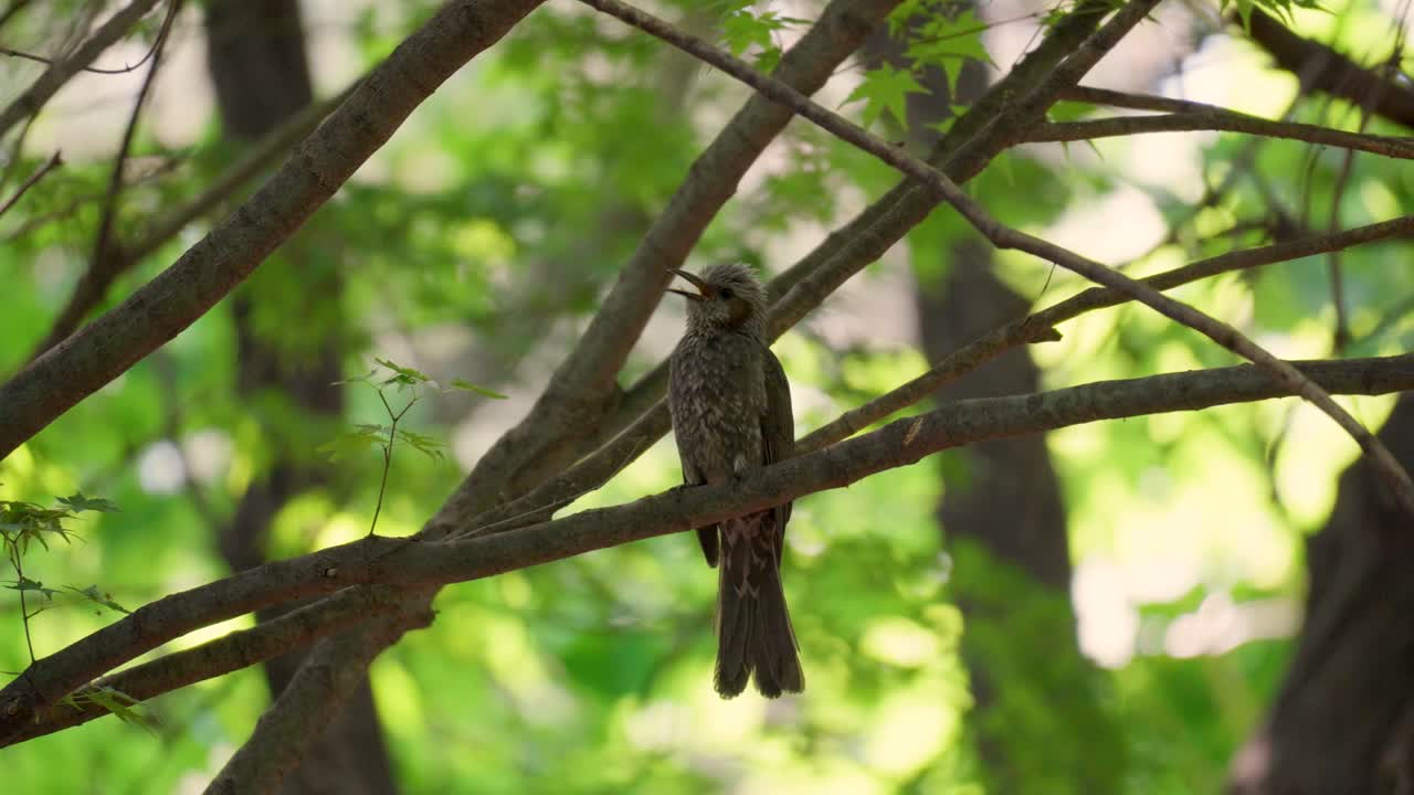 un bulbul de orejas marrones posado en la rama de un árbol en corea gorjea y canta con alegría y luego se va volando