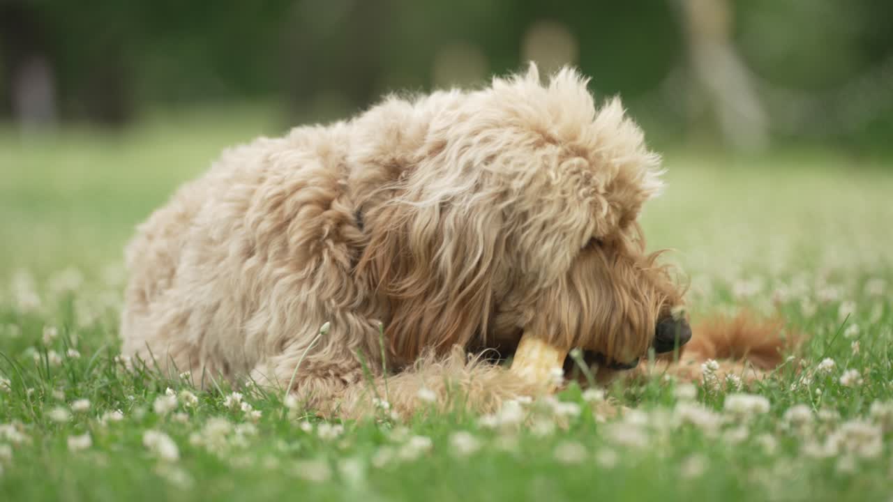풀밭에서 개 뼈를 씹는 밝은 갈색 labradoodle