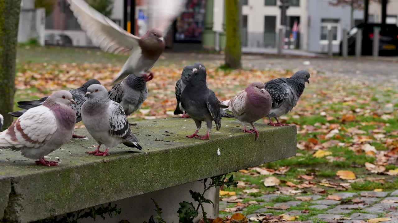 Flock of rock pigeons on a rock bench in Antwerp during autumn, with one flying onto the bench