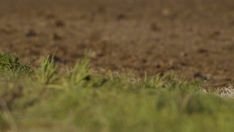 perfect closeup of gray partridge bird walking on road and grass meadow feeding and hiding