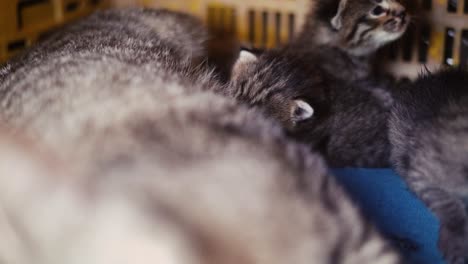 mum feeding baby cats breastfeed kitty, kitten