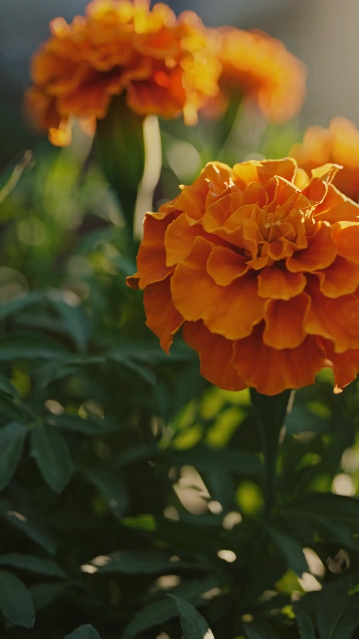 Fiori di calendula arancioni vivaci che sbocciano alla luce del sole