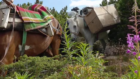 pack horses transporting luggages down the mountain of rila in bulgaria - close up