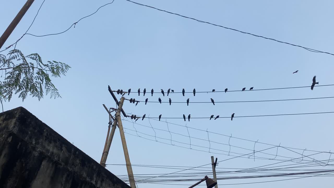 grupo de cuervos posado sobre un cable telefónico contra el cielo azul