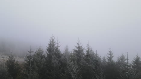 a flight from the ground over the treetops in the middle of the forest on top of freshly fallen snow and moving fog