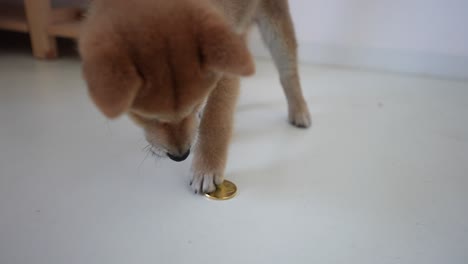 cachorro de shiba inu jugando con una moneda de oro crypto doge