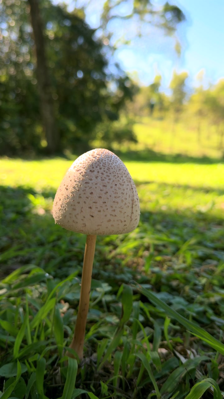 A single mushroom stands tall in a sunlit grassy area, surrounded by lush greenery. Ideal for nature documentaries or educational content.