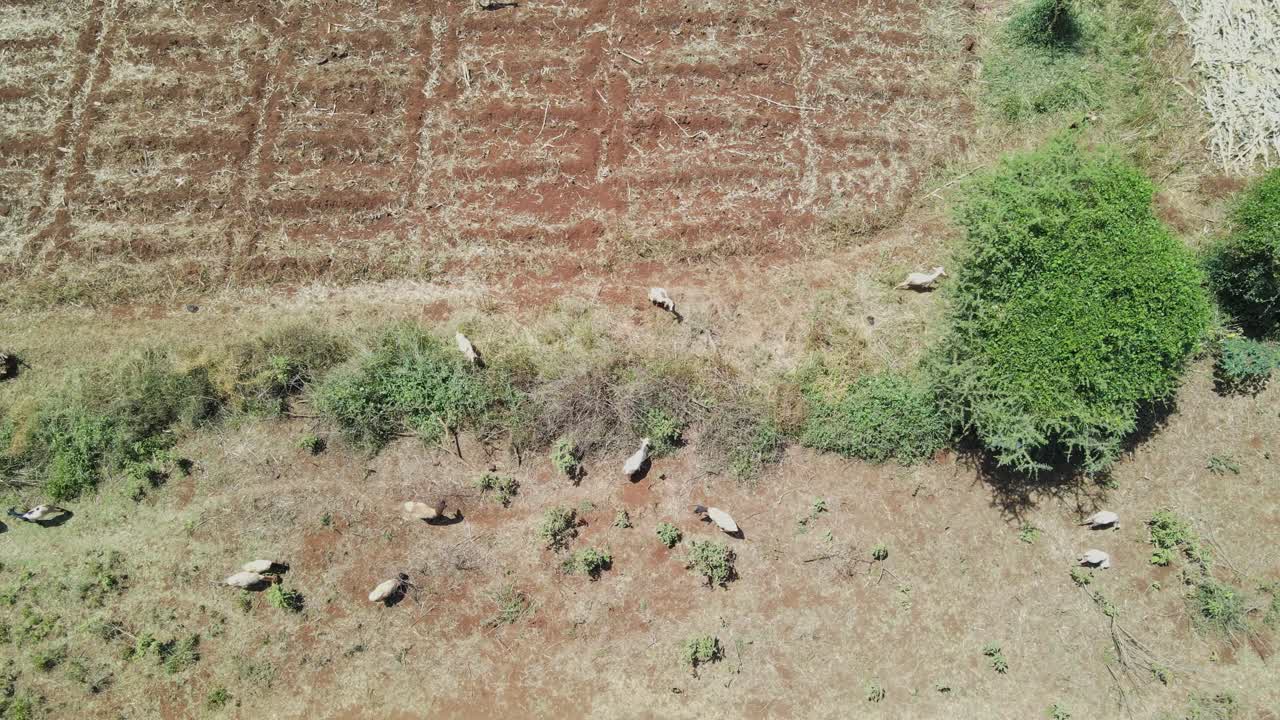 케냐의 아프리카 사바나에서 먹이를 먹는 마사이 염소의 공중 드론 보기