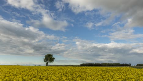 Nubes-Oscuras-Moviéndose-Sobre-Un-Campo-De-Colza-Amarillo-Brillante