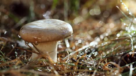 un boleto de hongo en un bosque soleado.