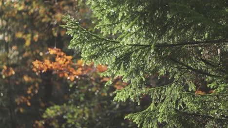 Pine-trees-needles-strewn-with-raindrops-after-a-refreshing-rain-shower,-creating-a-serene-and-tranquil-forest-scene