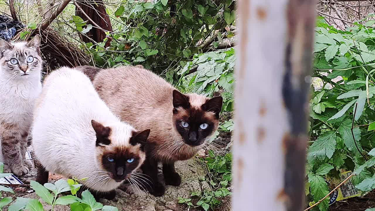 Gattini randagi teneri che giocano in un cespuglio