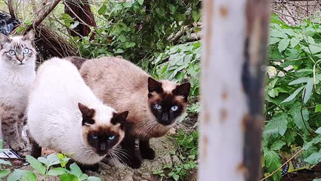 cute straying kittens playing in a bush