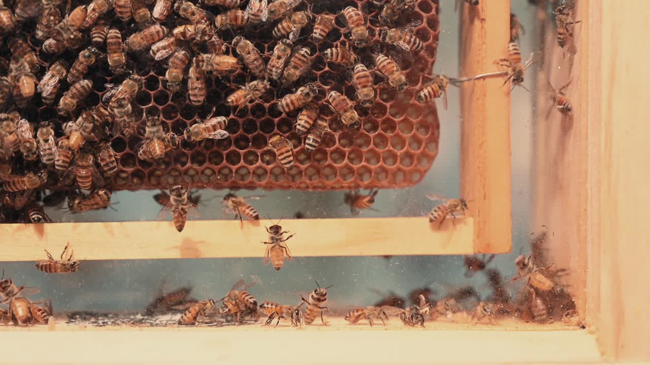 abejas melíferas dentro de una colonia comercial de colmenas, utilizadas para la apicultura