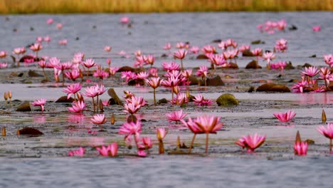 a serene landscape features vibrant pink water lilies floating peacefully on a calm lake.