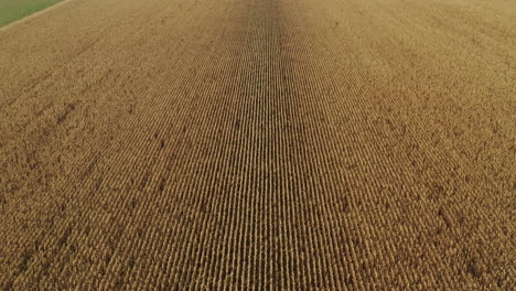 Wide-Aerial-revealing-shot-of-yellow-corn-field