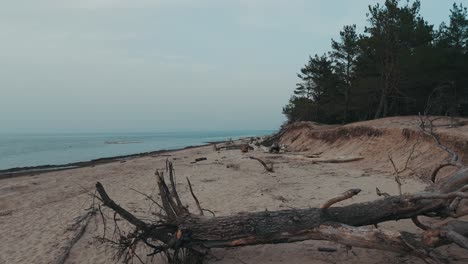 aerial shot gauja river flows into the baltic sea gulf of riga, latvia broken pines after storm and washed up shore