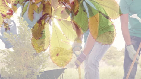 composite video of leaves on a tree against group of diverse people gardening together in the garden