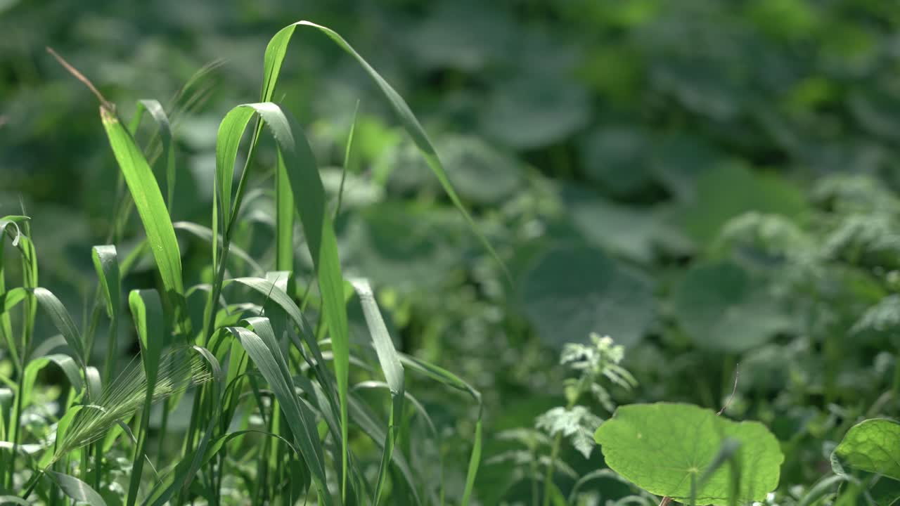Field of green plants in summer