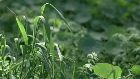 field of green plants in summer
