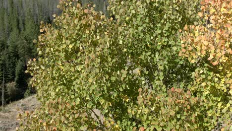 Pan-left-to-right-of-Aspen-tree-leaves-with-fall-colors