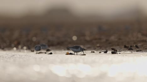 snowy plovers on the shore