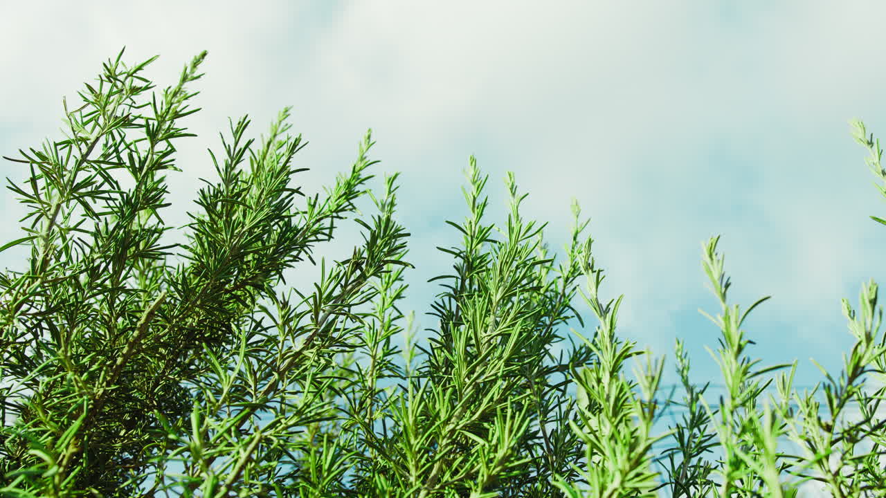Rosemary Plant Grows Wild in Puglia