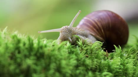 Helix-pomatia-also-Roman-snail,-Burgundy-snail