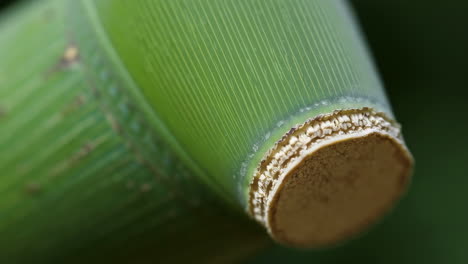 close-up of green plant stem