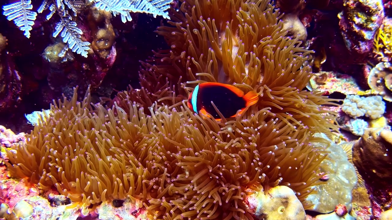 Un pesce pagliaccio del Mar Rosso tra i tentacoli ondeggianti del suo ospite protettivo, un'anemone di mare, nelle acque tropicali del Mar Rosso, Egitto