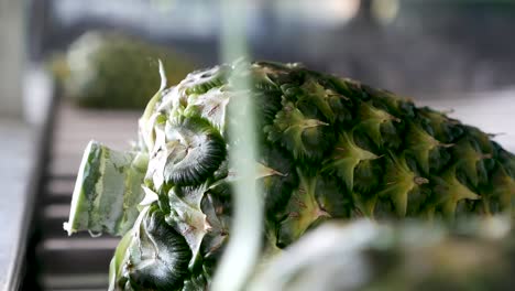 pineapple on conveyor belt
shot on gh5 with 12-35 f2