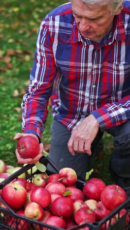 sorting out the ripe red apples freshly picked in the garden. farmer kneels to the boxes of apples and starts to sort them. view from top. vertical video