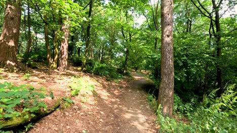 sendero boscoso que conduce a un monumento