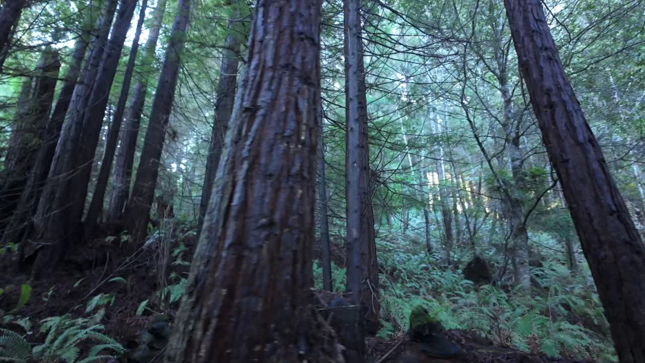 Gimbal panning shot walking through the redwoods at Glen Blair Junction near Fort Bragg, California. 4K