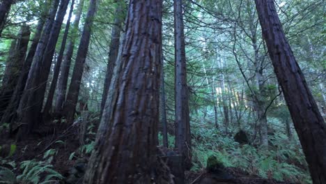 gimbal panning shot walking through the redwoods at glen blair junction near fort bragg, california. 4k