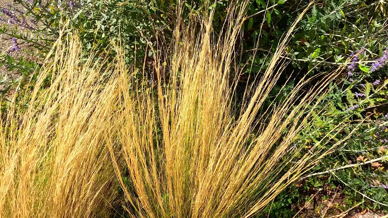 Golden grass moving gently in the breeze