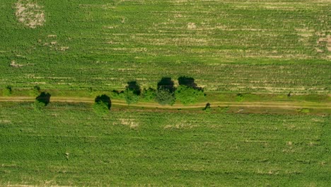 Luftaufnahme-Der-Grünen-Felder-Vor-Der-Ernte-Im-Sommer