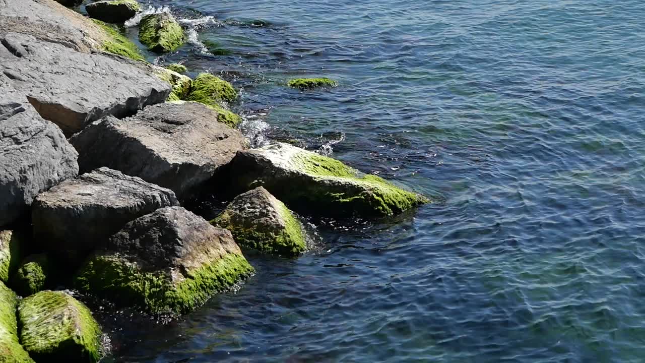Rocks and Algae at the Water's Edge