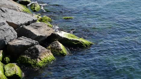 rocks and algae at the water's edge